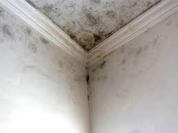 Professional Mold Removal in Avoca, IA